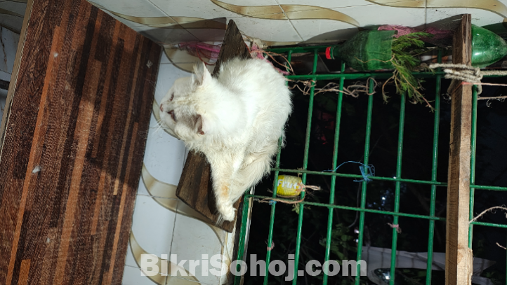 পার্শিয়ান বিড়াল